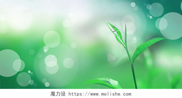 清明清明节背景绿色清新春天小炒露水发芽春展板背景